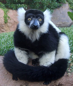Lemur in Bioparc Fuengirola