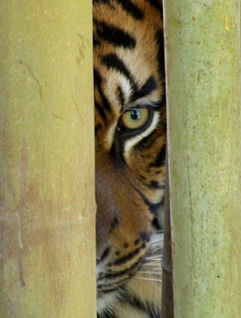 Sumatran tiger, Bioparc Fuengirola