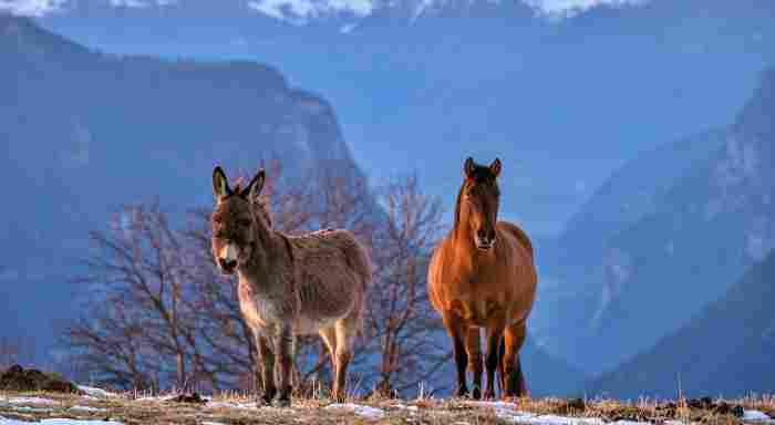 Donkey tour of the island of Sardinia, Italy