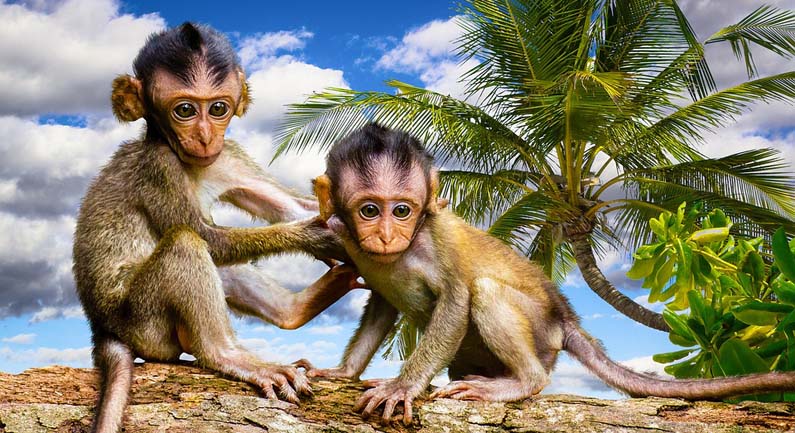 Volunteer with monkeys and baboons in South Africa