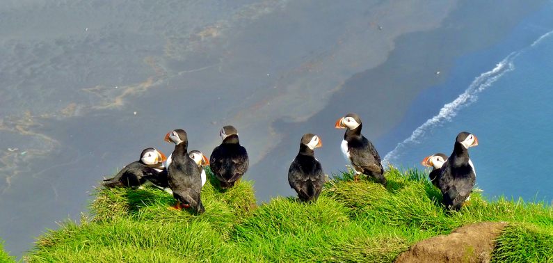 World's largest puffin colony, Heimaey, Iceland