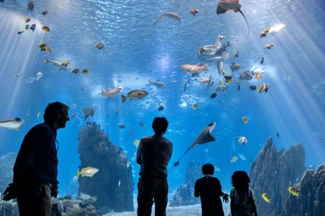 Visit the Lisbon Oceanarium
