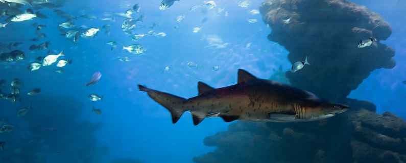 Palma Aquarium, Mallorca